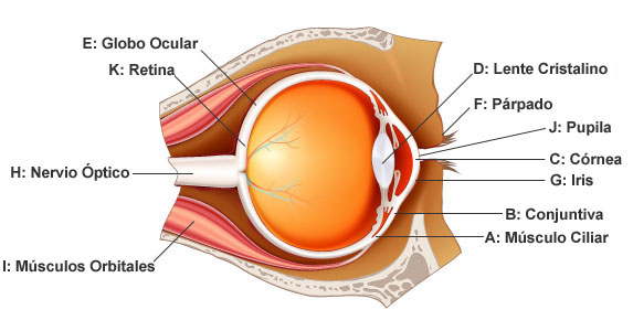 Primer lente best sale del ojo